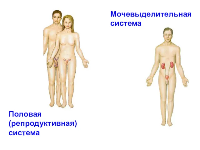 Мочевыделительная система Половая (репродуктивная) система