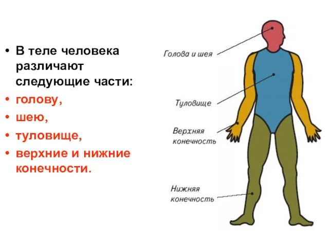 В теле человека различают следующие части: голову, шею, туловище, верхние и нижние конечности.