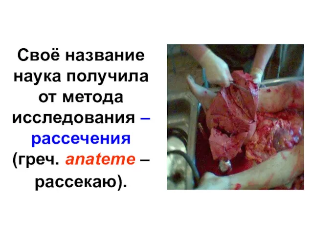 Своё название наука получила от метода исследования – рассечения (греч. anateme – рассекаю).