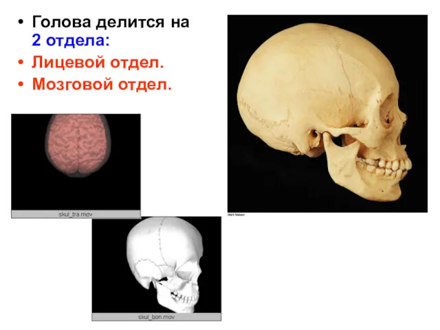 Голова делится на 2 отдела: Лицевой отдел. Мозговой отдел.