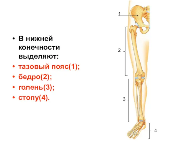 В нижней конечности выделяют: тазовый пояс(1); бедро(2); голень(3); стопу(4). 1 2 3 4