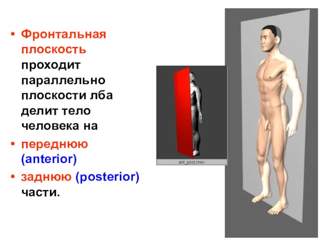 Фронтальная плоскость проходит параллельно плоскости лба делит тело человека на переднюю (anterior) заднюю (posterior) части.