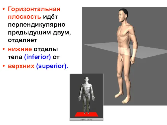 Горизонтальная плоскость идёт перпендикулярно предыдущим двум, отделяет нижние отделы тела (inferior) от верхних (superior).