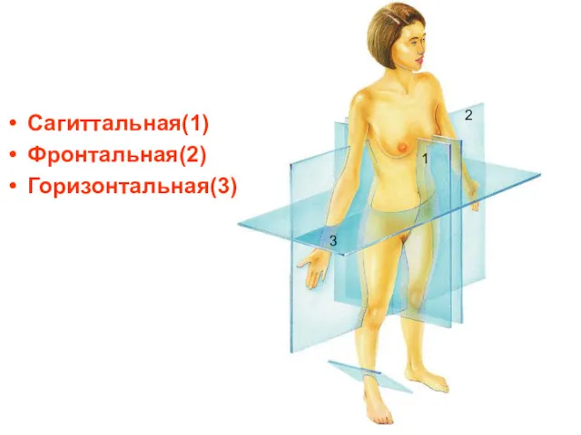 Сагиттальная(1) Фронтальная(2) Горизонтальная(3) 1 2 3