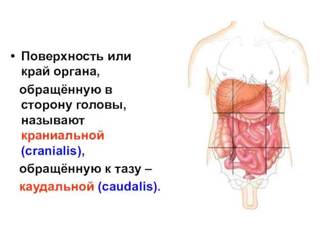 Поверхность или край органа, обращённую в сторону головы, называют краниальной