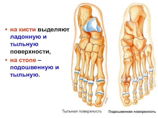 на кисти выделяют ладонную и тыльную поверхности, на стопе –