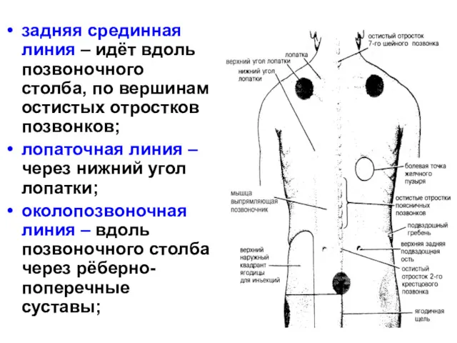 задняя срединная линия – идёт вдоль позвоночного столба, по вершинам