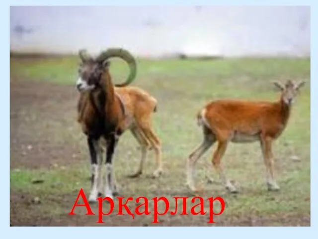 Арқарлар