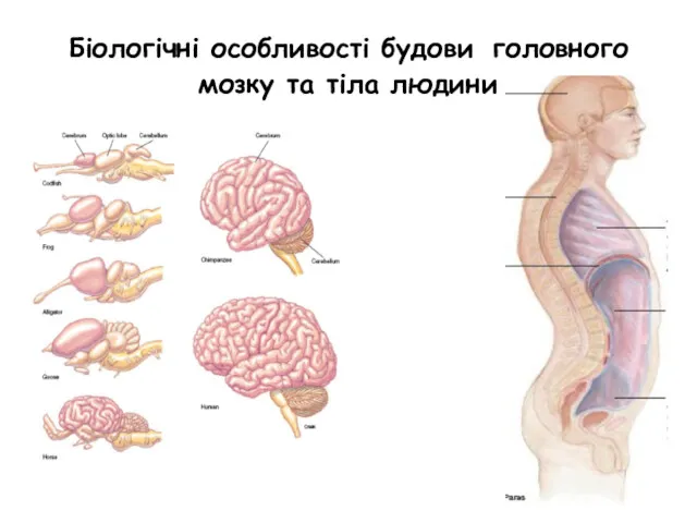 Біологічні особливості будови головного мозку та тіла людини