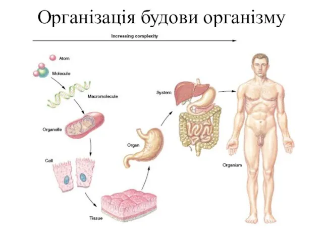 Організація будови організму