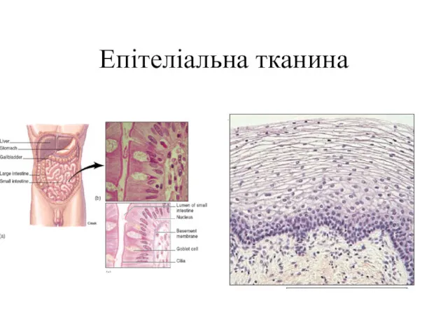 Епітеліальна тканина