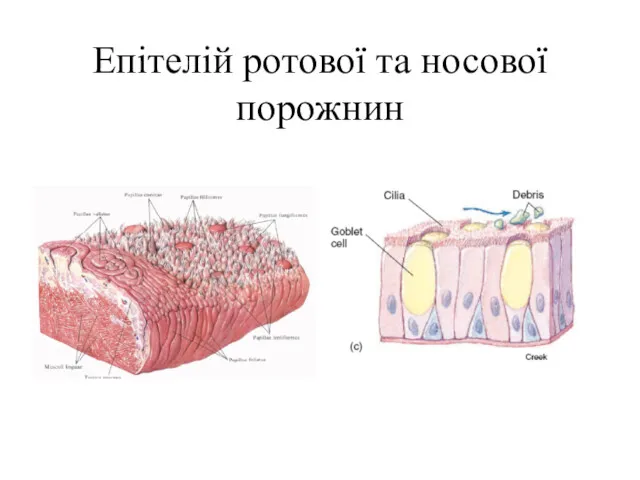 Епітелій ротової та носової порожнин