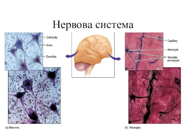 Нервова система