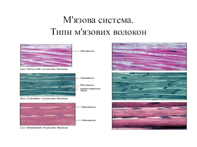 М'язова система. Типи м'язових волокон