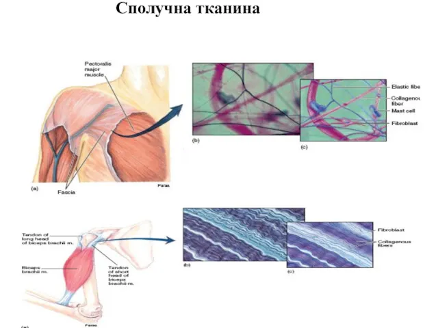 Cполучна тканина