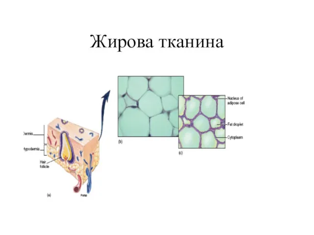 Жирова тканина