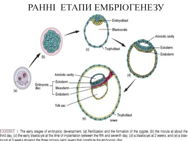 РАННІ ЕТАПИ ЕМБРІОГЕНЕЗУ