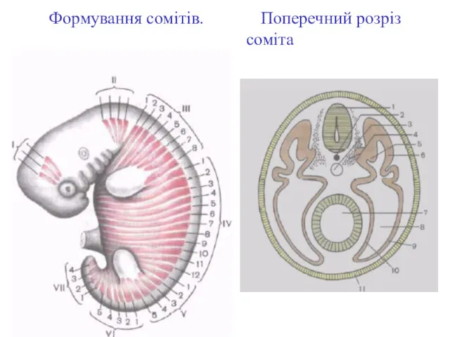 Формування сомітів. Поперечний розріз соміта