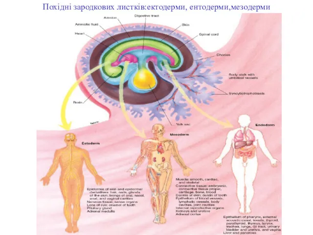 Похідні зародкових листків:ектодерми, ентодерми,мезодерми