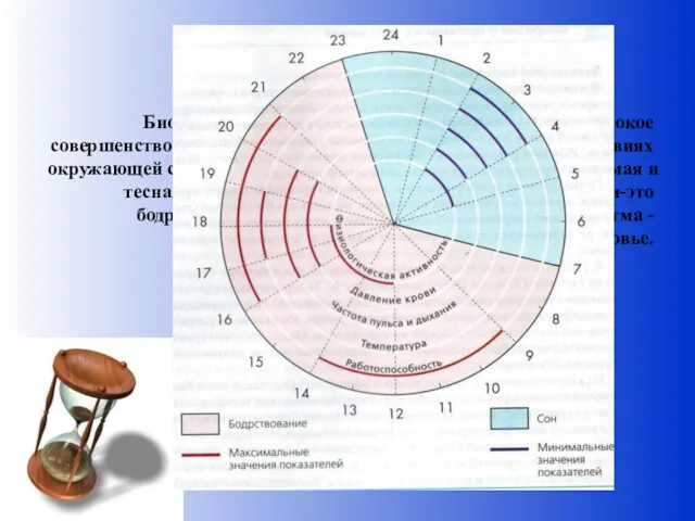 Биоритмы - «внутренние часы»,обеспечивающие высокое совершенство и гармонию жизни в
