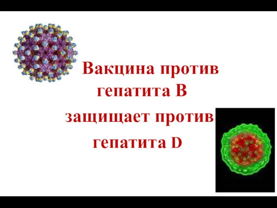 В Вакцина против гепатита В защищает против гепатита D