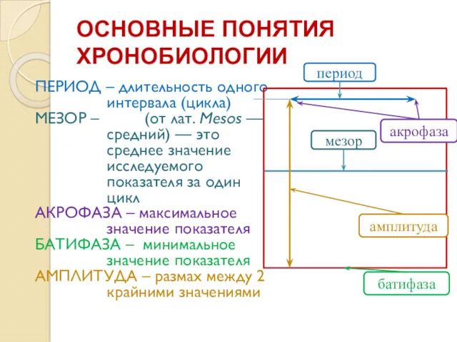 ОСНОВНЫЕ ПОНЯТИЯ ХРОНОБИОЛОГИИ ПЕРИОД – длительность одного интервала (цикла) МЕЗОР