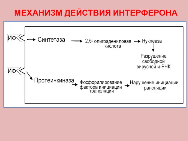 МЕХАНИЗМ ДЕЙСТВИЯ ИНТЕРФЕРОНА