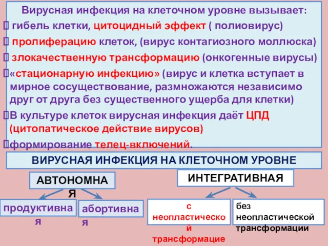 Вирусная инфекция на клеточном уровне вызывает: гибель клетки, цитоцидный эффект ( полиовирус) пролиферацию