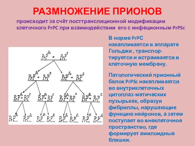 РАЗМНОЖЕНИЕ ПРИОНОВ В норме PrPС накапливается в аппарате Гольджи , транспор-тируется и встраивается