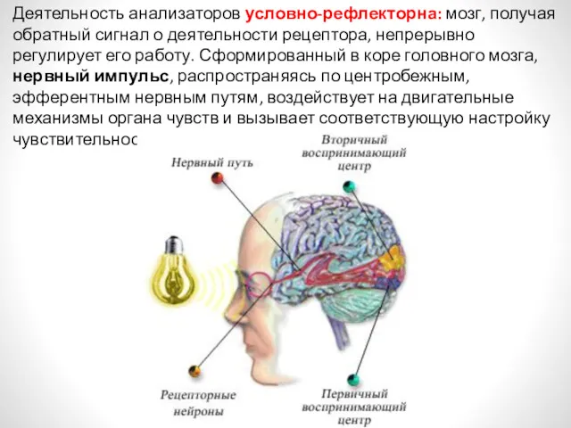 Деятельность анализаторов условно-рефлекторна: мозг, получая обратный сигнал о деятельности рецептора, непрерывно регулирует его