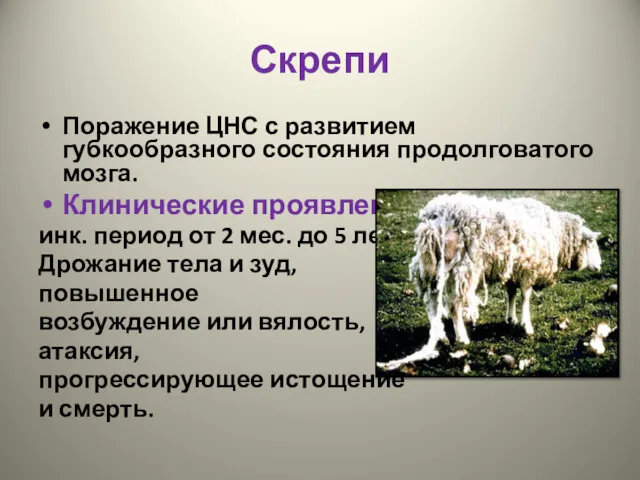 Скрепи Поражение ЦНС с развитием губкообразного состояния продолговатого мозга. Клинические