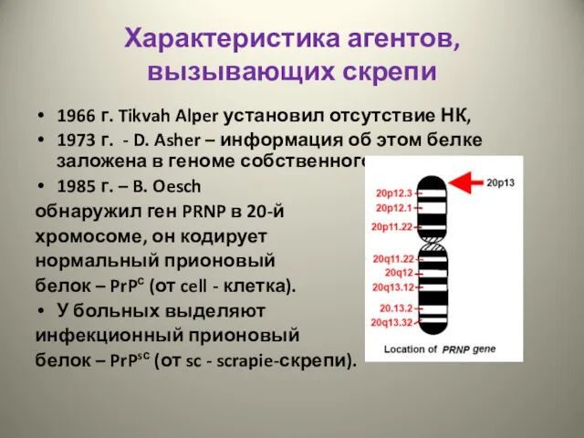 Характеристика агентов, вызывающих скрепи 1966 г. Tikvah Alper установил отсутствие