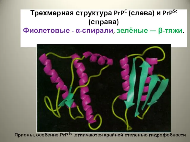 Трехмерная структура PrPC (слева) и PrPSc (справа) Фиолетовые - α-спирали,
