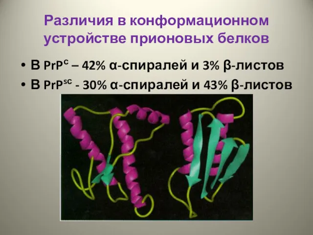 Различия в конформационном устройстве прионовых белков В PrPс – 42%