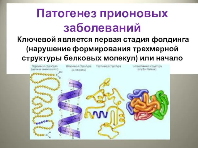 Патогенез прионовых заболеваний Ключевой является первая стадия фолдинга (нарушение формирования