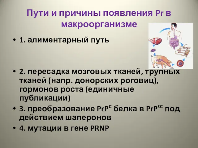 Пути и причины появления Pr в макроорганизме 1. алиментарный путь