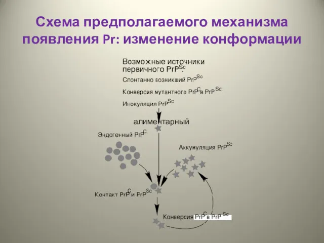 Схема предполагаемого механизма появления Pr: изменение конформации алиментарный