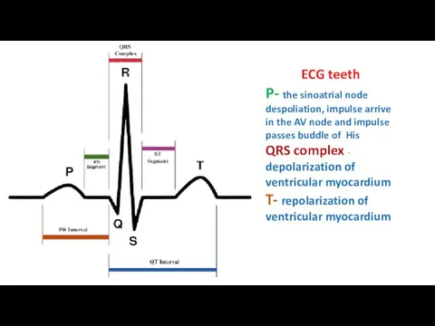 ECG teeth P- the sinoatrial node despoliation, impulse arrive in