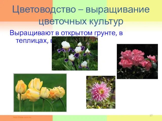 Цветоводство – выращивание цветочных культур Выращивают в открытом грунте, в теплицах, в комнатах.