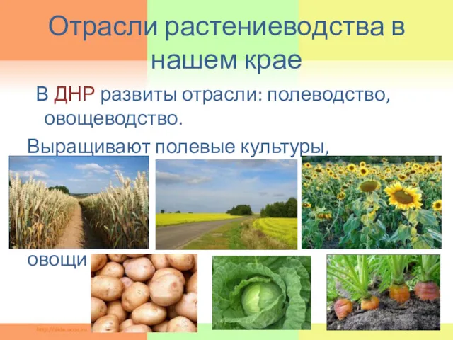 Отрасли растениеводства в нашем крае В ДНР развиты отрасли: полеводство, овощеводство. Выращивают полевые культуры, овощи