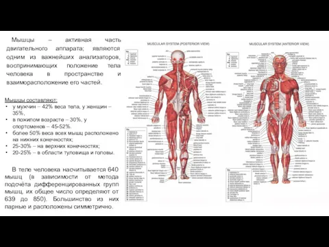 Мышцы – активная часть двигательного аппарата; являются одним из важнейших