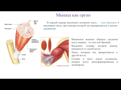 Мышца как орган В каждой мышце различают активную часть –