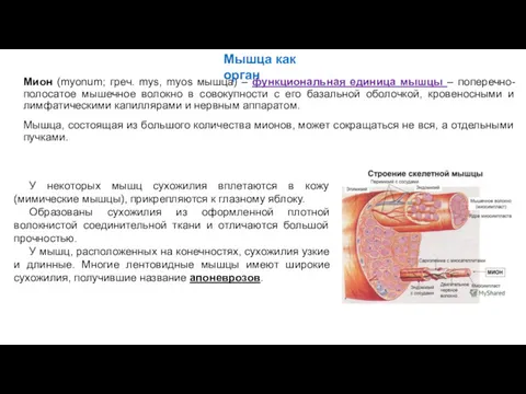 Мион (myonum; греч. mys, myos мышца) – функциональная единица мышцы