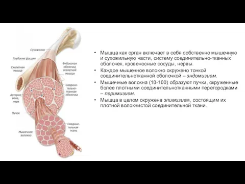 Мышца как орган включает в себя собственно мышечную и сухожильную