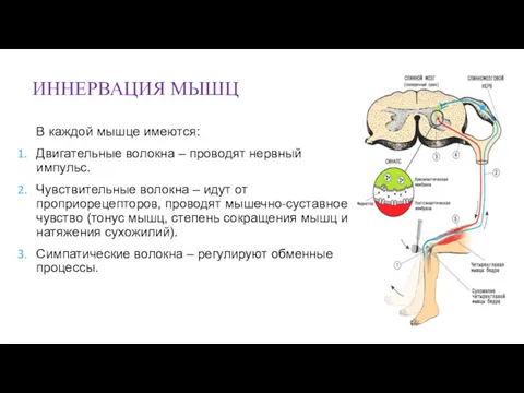 ИННЕРВАЦИЯ МЫШЦ В каждой мышце имеются: Двигательные волокна – проводят