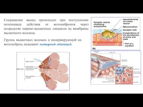 Сокращение мышц происходит при поступлении потенциала действия от мотонейронов через