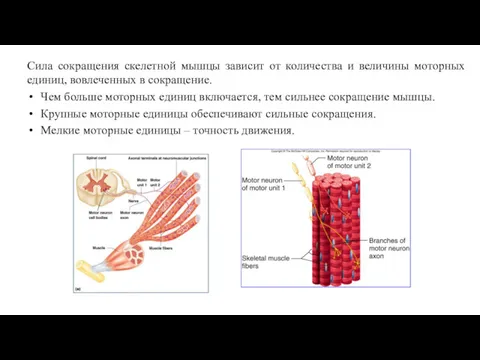 Сила сокращения скелетной мышцы зависит от количества и величины моторных