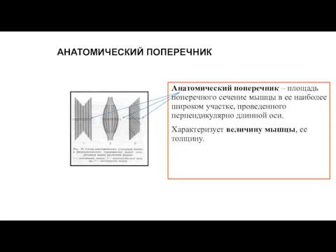 АНАТОМИЧЕСКИЙ ПОПЕРЕЧНИК Анатомический поперечник – площадь поперечного сечение мышцы в