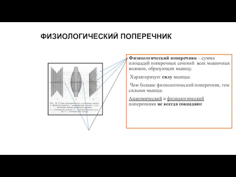 ФИЗИОЛОГИЧЕСКИЙ ПОПЕРЕЧНИК Физиологический поперечник – сумма площадей поперечных сечений всех