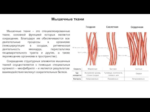 Мышечные ткани Мышечные ткани – это специализированные ткани, основной функцией